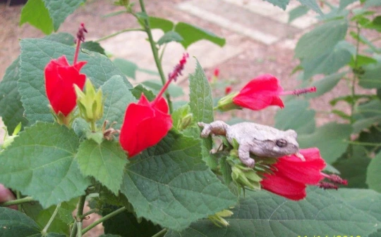 Red Turk’s Cap Plant Cuttings – 7 Live Malvaviscus arboreus Cuttings, Sleeping Hibiscus Flowering Shrub