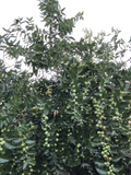 Lang Jujube Tree Cuttings – 5 Chinese Red Date Cuttings, Ziziphus Jujuba Fruit Tree for Propagation