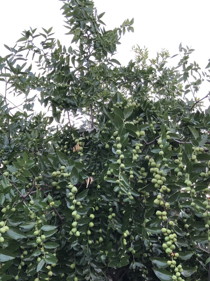 Lang Jujube Tree Cuttings – 5 Chinese Red Date Cuttings, Ziziphus Jujuba Fruit Tree for Propagation