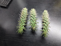 Jumping Cholla Cactus – Cylindropuntia fulgida – Live Arizona Cactus Cutting for Desert & Xeriscape Growing