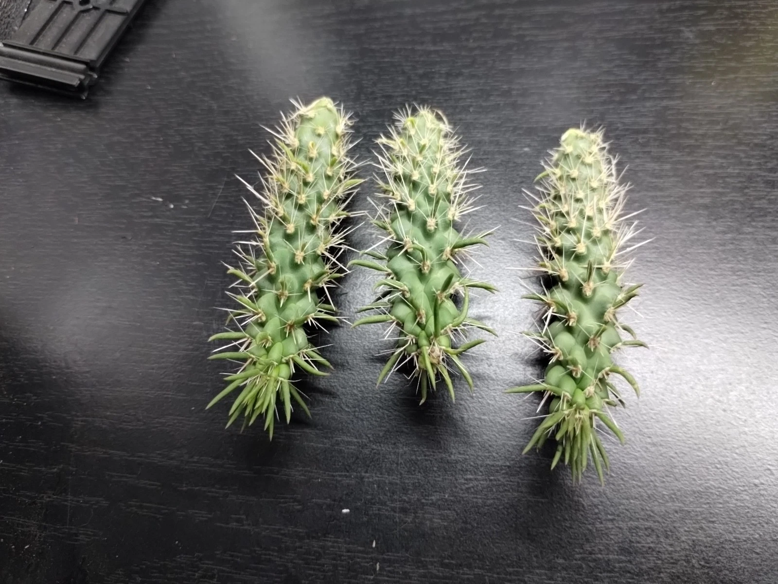 Jumping Cholla Cactus – Cylindropuntia fulgida – Live Arizona Cactus Cutting for Desert & Xeriscape Growing