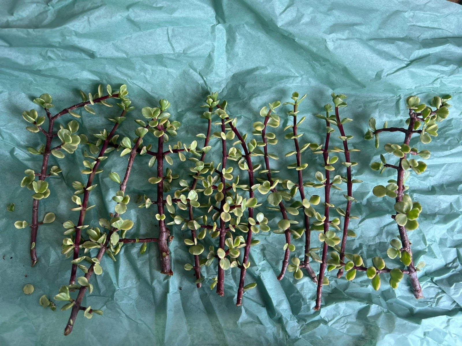 Portulacaria Afra Variegata Cuttings – 12 Live Elephant Bush Rainbow Succulent Stems, Easy Grow Variegated Indoor or Outdoor Plant