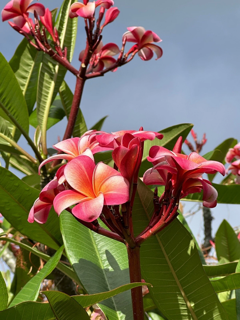 Pink Plumeria Cuttings for Planting – 10 Single Head 10 Inch Unrooted Frangipani Cuttings, Flowering Tree Starts