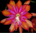 Epiphyllum Sparkling Burgundy Cutting – Orchid Cactus Live Cutting with Large Blooming Variety for Planting