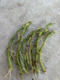 White Sweet Potato Slips – 10 Rooted Vine Cuttings, Ipomoea Batatas Starts Ready to Plant