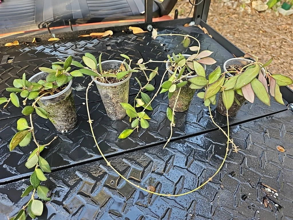 Hoya burtoniae Rooted Cutting – Wax Plant, Bare Root Shipped (Not DS-70 / Bilobata)