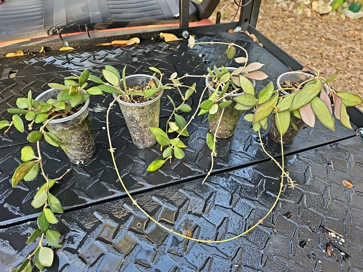 Hoya burtoniae Rooted Cutting – Wax Plant, Bare Root Shipped (Not DS-70 / Bilobata)