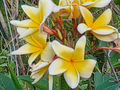 Plumeria Cuttings for Planting – Live Unrooted Frangipani Stems, Flower Color as Shown