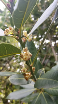 Bay Laurel Cuttings – 5 Fresh Laurus nobilis Stems for Propagation, Aromatic Culinary Bay Leaf Tree Starter Wood