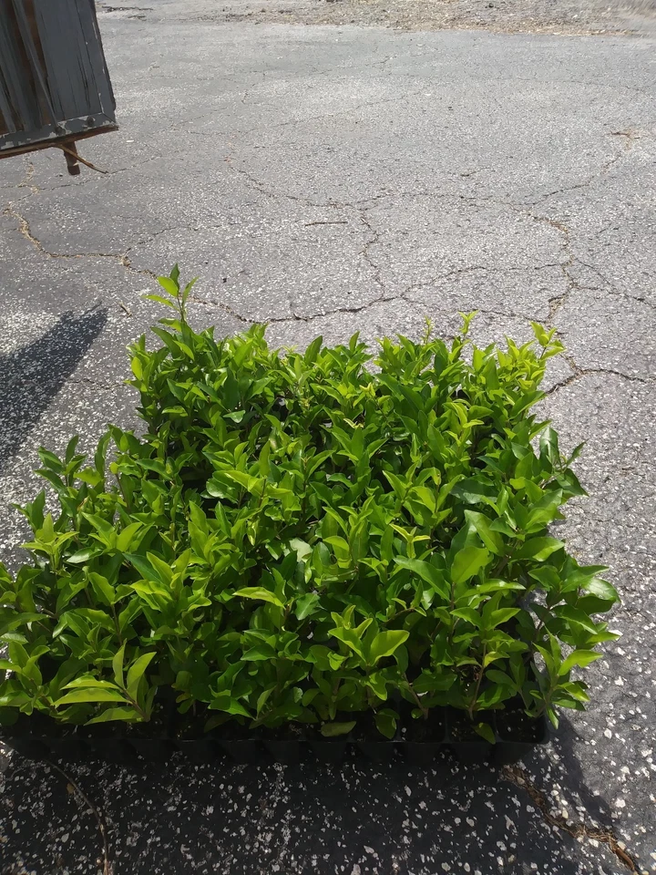 Barbados Acerola Cherry Live Plant – Malpighia emarginata Tropical Fruit Tree for Garden or Container