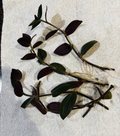 Wandering Jew Houseplant Rooted Cuttings – 4 Live Tradescantia Zebrina Cuttings 6 Inches Long, Purple Trailing Plant