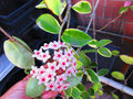 Variegated Hoya Krimson Queen Cuttings for Planting – 3 Live Unrooted Stems 12–20 Inch Indoor Vine