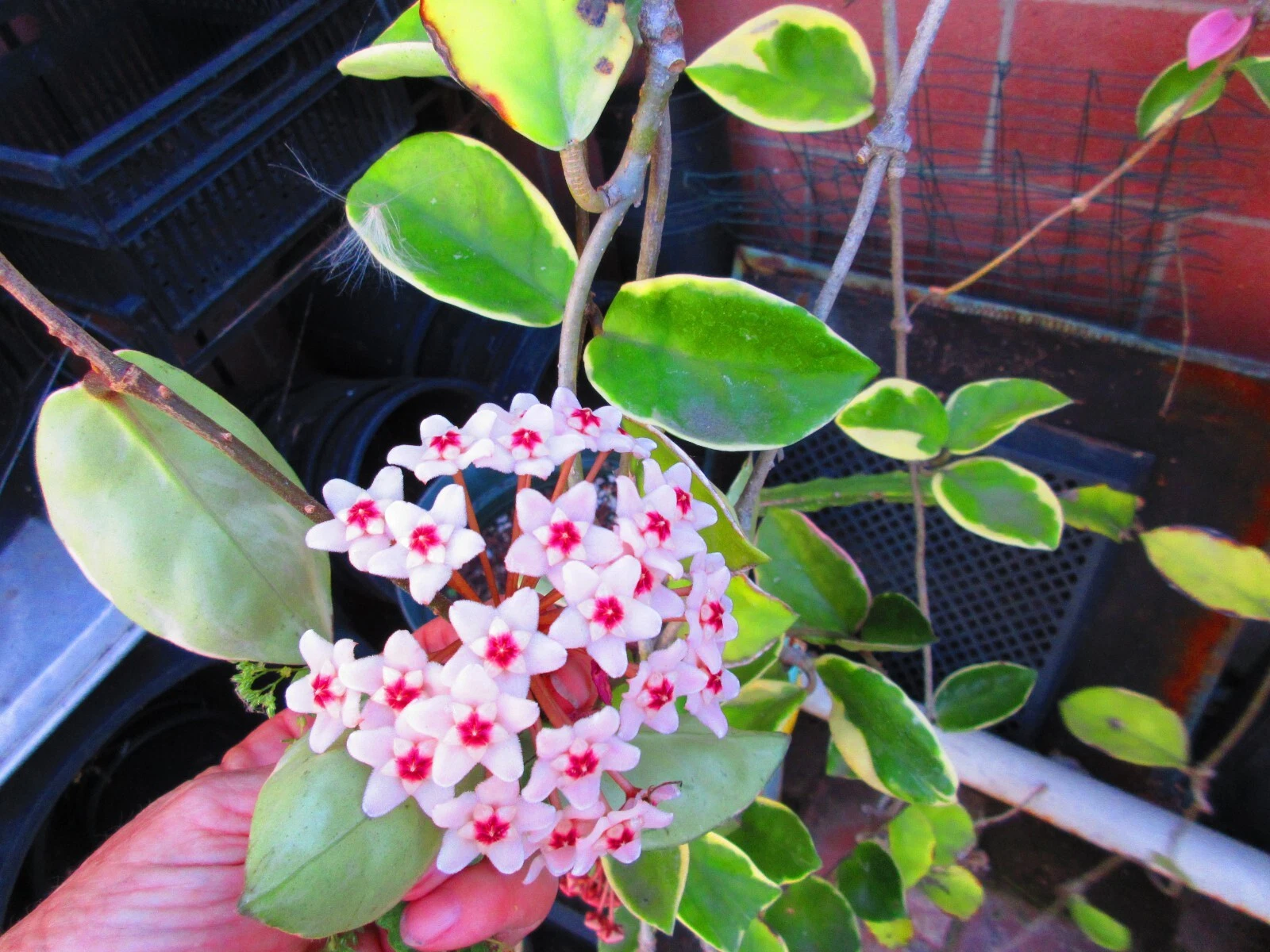 Variegated Hoya Krimson Queen Cuttings for Planting – 3 Live Unrooted Stems 12–20 Inch Indoor Vine
