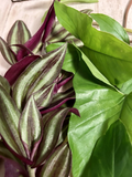 Rooted Cuttings Set – 10 Live Plants | Tradescantia & Arrowhead Vine | Easy-Care Houseplant Starter Mix