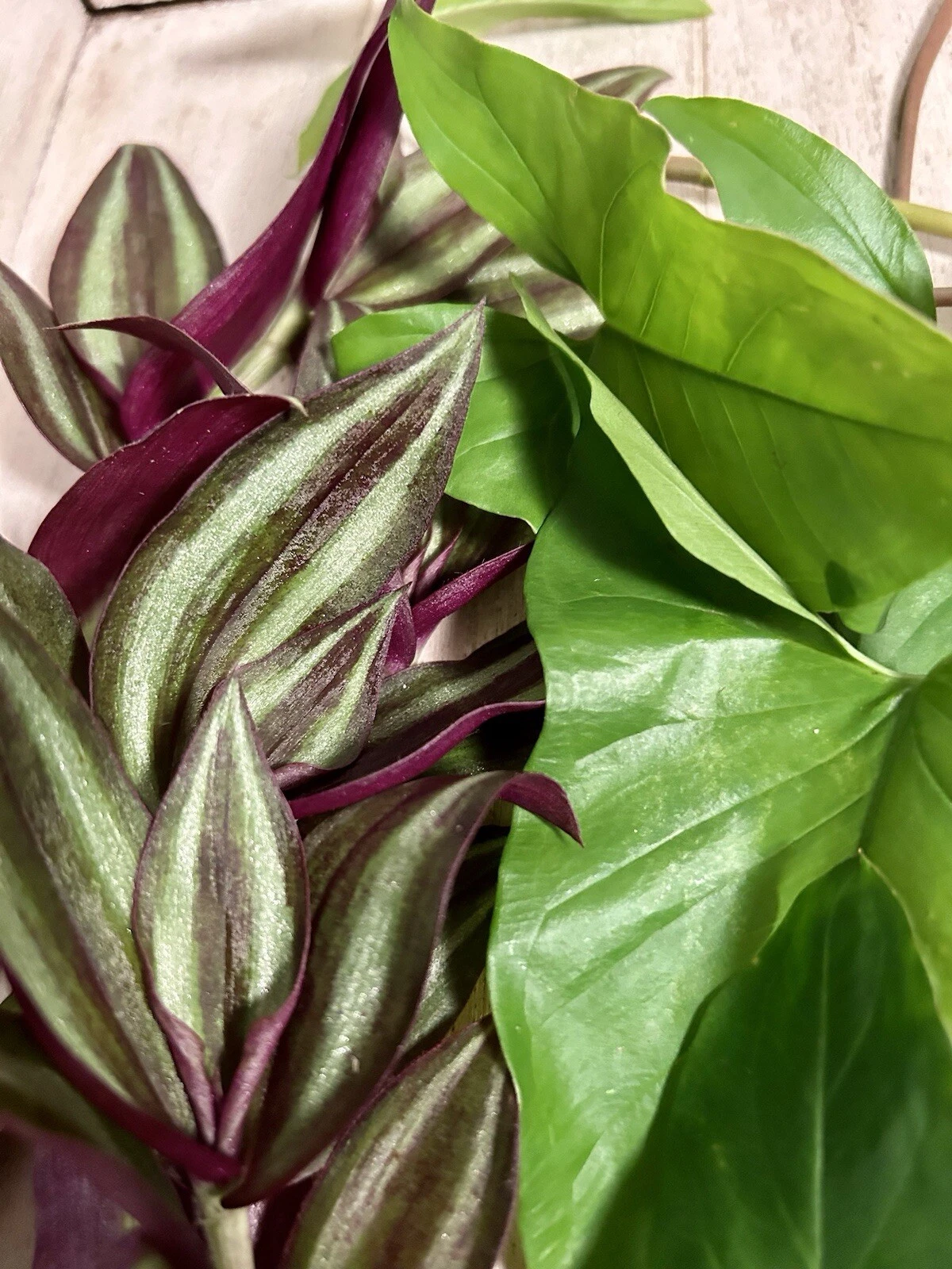 Rooted Cuttings Set – 10 Live Plants | Tradescantia & Arrowhead Vine | Easy-Care Houseplant Starter Mix