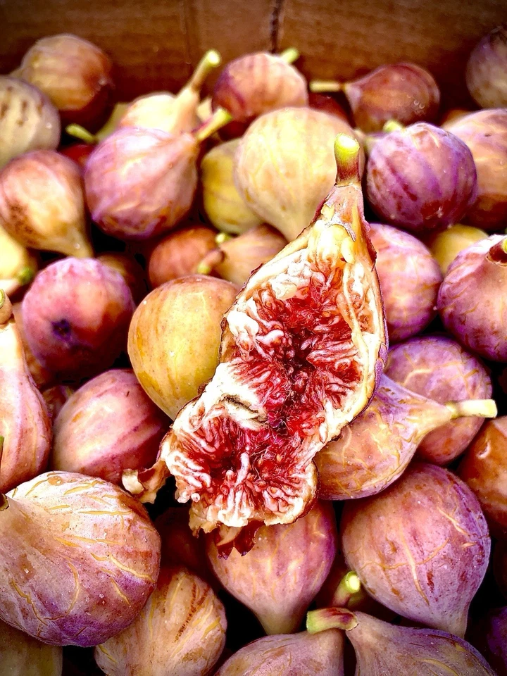 Brazos Bottom Red Fig Tree Cuttings – 3 Unrooted Pieces – Ficus carica Fruit Tree Starter