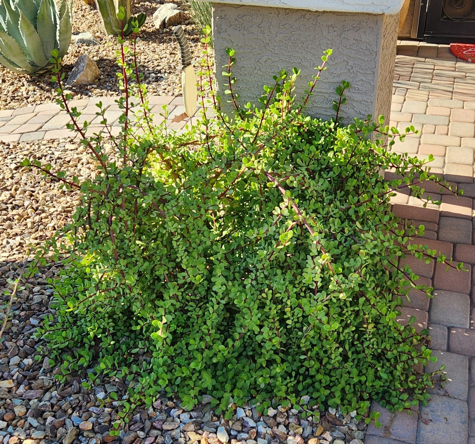 Portulacaria Afra ‘Mammoth’ Succulent Cuttings – Elephant Bush – 5 Unrooted Live Cuttings