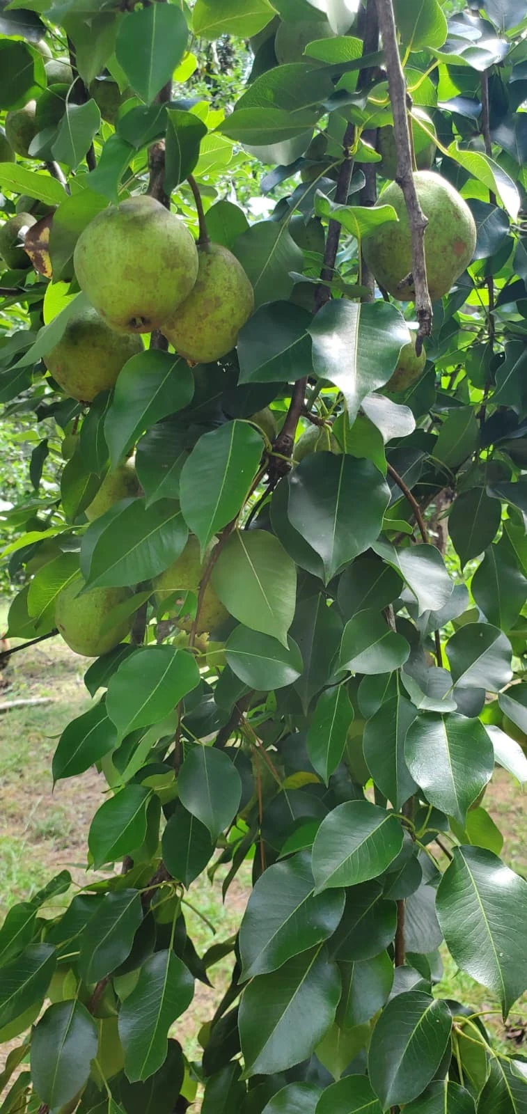 Bartlett Pear Tree Cuttings – 10 Live Pyrus Communis Scions for Rooting, Grafting, and Fruit Tree Propagation