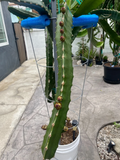 Dragon Fruit Cuttings – 3 Live Pitaya Cuttings 8–12 Inch for Planting, Climbing Cactus
