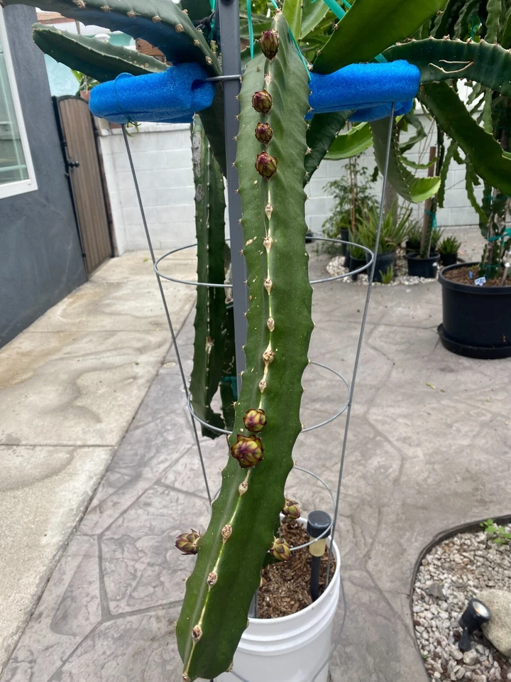 Dragon Fruit Cuttings – 3 Live Pitaya Cuttings 8–12 Inch for Planting, Climbing Cactus