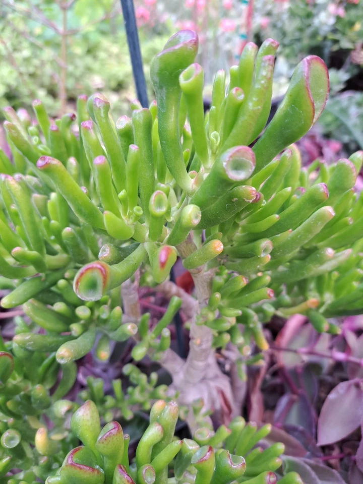 Ogre Ears Gollum Jade Plant Cuttings for Planting – 3 Dwarf Green Crassula Succulent Stems