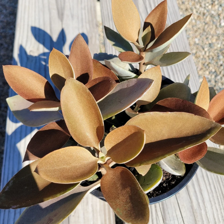 Kalanchoe Orgyalis Copper Spoons Succulent Live Plant – 4 Inch Bare Root, Bronze Foliage Garden Plant