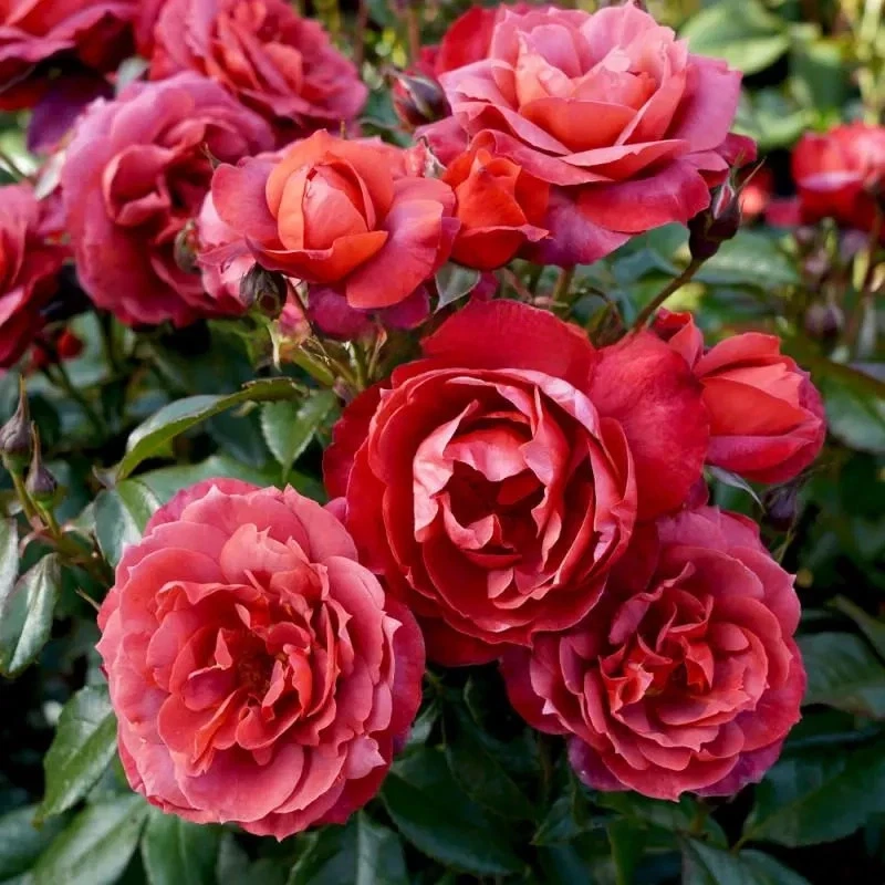 Hot Cocoa Rose Cuttings – 3 Unrooted Rose Cuttings for Rooting or Grafting – Rosa Hybrid