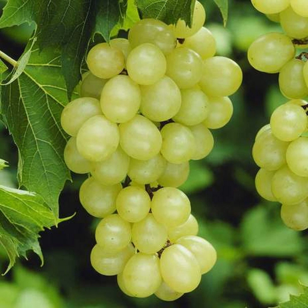 Niagara Grape Cuttings – 7 Fresh Unrooted Vitis Cuttings for Rooting, Home Garden Grape Vine Propagation