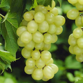 Niagara Grape Cuttings – 7 Fresh Unrooted Vitis Cuttings for Rooting, Home Garden Grape Vine Propagation