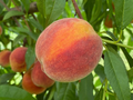 Elberta Peach Tree Cuttings – 10 Fresh Unrooted Cuttings 6–8 Inches, Prunus Persica, Fruit Tree Propagation