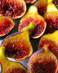 Fignomenal Fig Tree – Live Ficus carica Starter Plant, Edible Dwarf Fig Variety for Patio Pots & Small Gardens