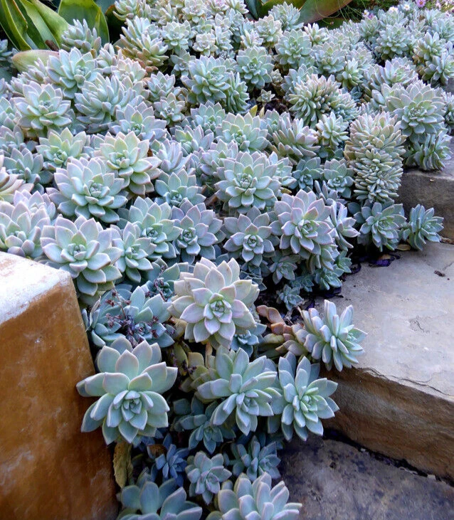 Graptopetalum Succulent Cuttings – 10 Unrooted 2 Inch Stems for Planting and Propagation