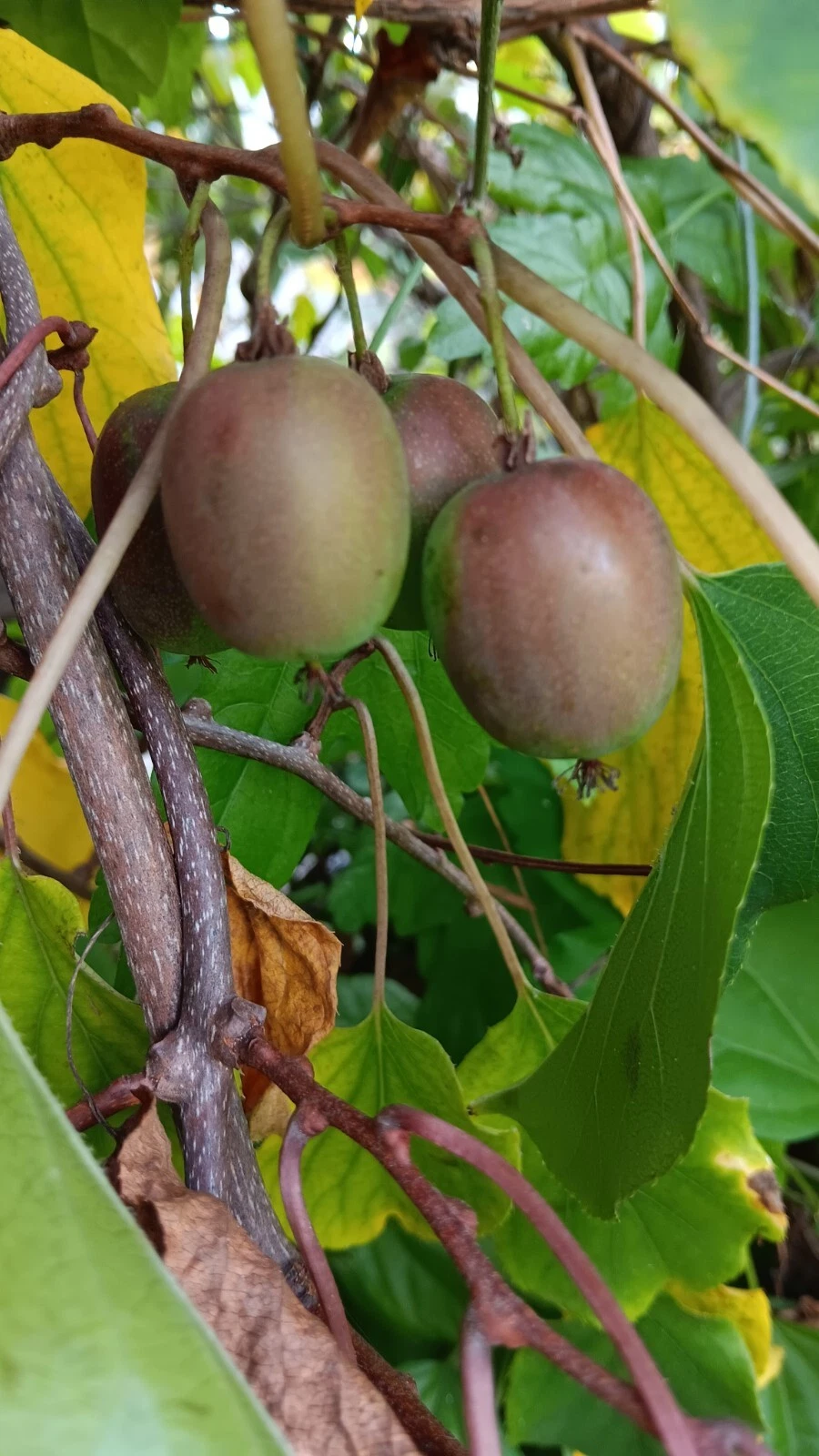 Hardy Kiwi ‘Geneva’ Cuttings – 10 Female Actinidia arguta Hardwood Stems for Rooting, Organic Starter Vines