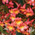 Tangerine Beauty Crossvine Rooted Starter Plant – Bignonia capreolata Climbing Vine for Garden or Trellis