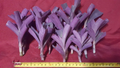 Purple Heart Tradescantia – 17 Live Cuttings for Rooting, Wandering Jew Purple Plant, Vibrant Trailing Houseplant Starter