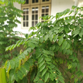 Katuk Live Plant – Sweetleaf Bush Sauropus androgynus, Tropical Leafy Shrub, Potted Starter for Planting