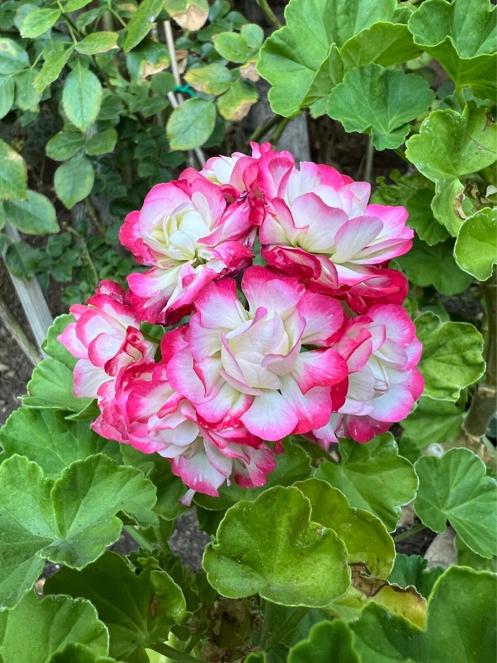 Double White Geranium Cuttings with Pink Edges – 3 Live Pelargonium Stems for Planting or Propagation