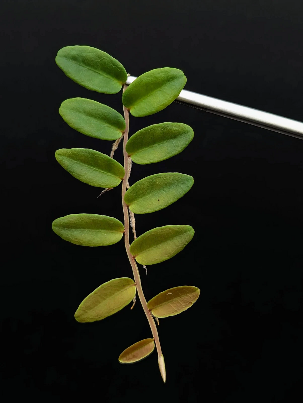 Marcgravia Aff Coriacea Terrarium Plant Cutting – 10 Leaf Tropical Shingling Vine for Vivarium Growing