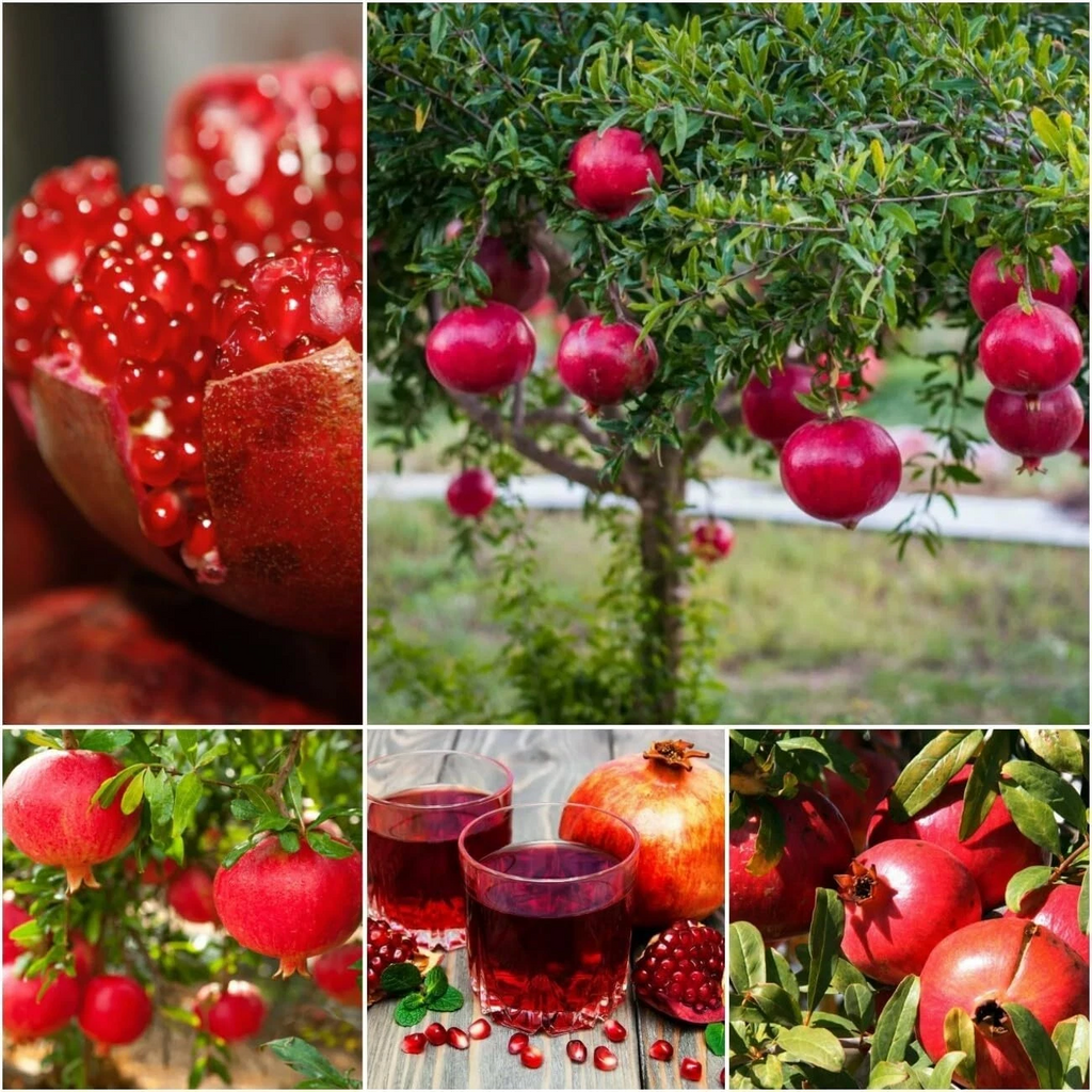 Pomegranate Tree Cuttings for Planting – 10 Punica Granatum Hardwood Cuttings from 2 Identified Varieties