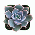 Echeveria Mensa Succulent – Live Rooted Plant in 2 Inch Planter – Rare Rosette Succulent