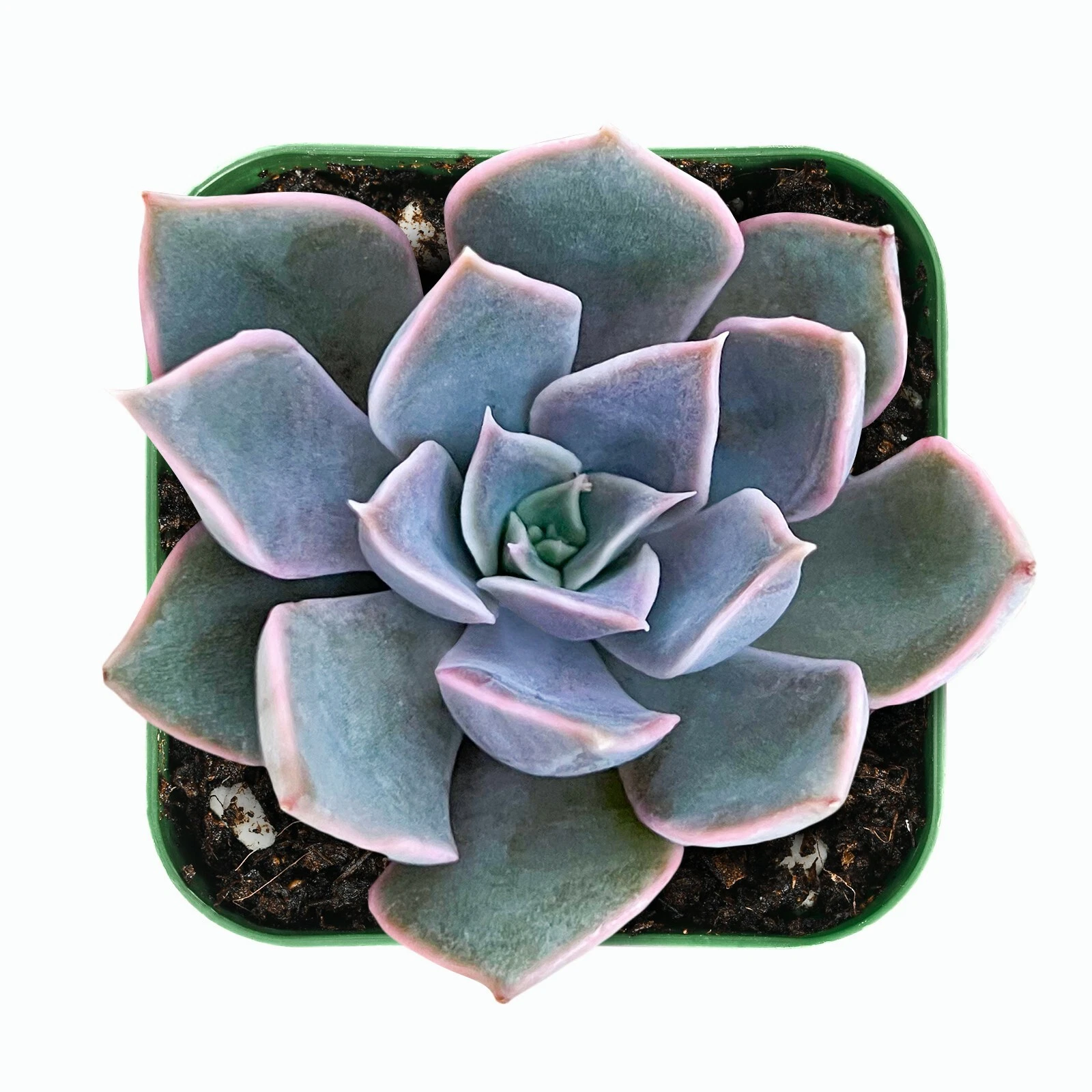 Echeveria Mensa Succulent – Live Rooted Plant in 2 Inch Planter – Rare Rosette Succulent