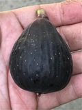 Violette de Bordeaux Fig Cutting – VDB Hardwood Stem with 3+ Nodes, Over 8 Inches, Fresh for Rooting