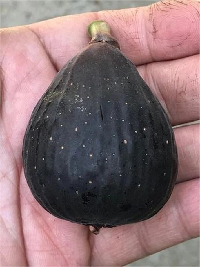 Violette de Bordeaux Fig Cutting – VDB Hardwood Stem with 3+ Nodes, Over 8 Inches, Fresh for Rooting