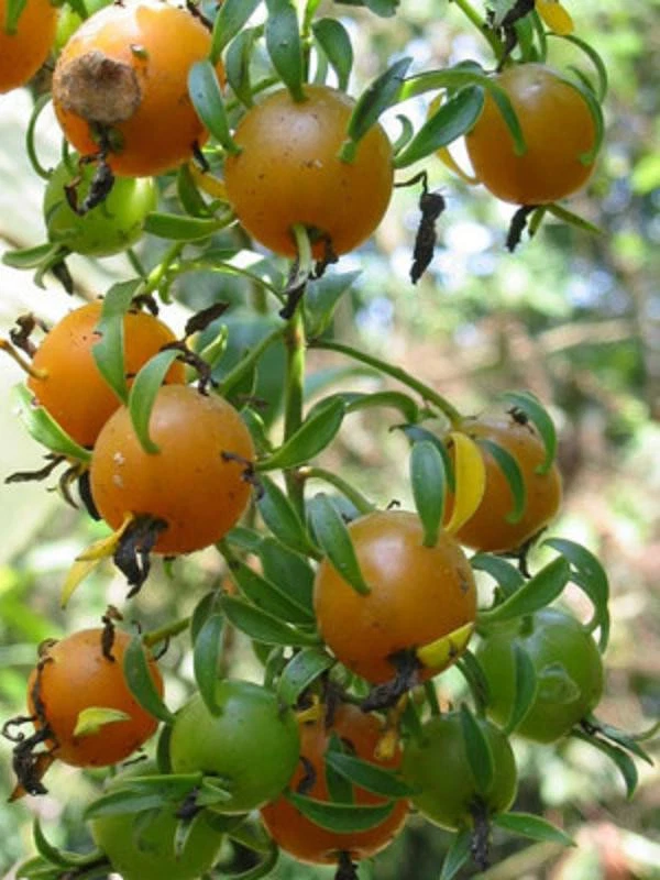 Variegated Pereskia Aculeata ‘Gold’ – Rare 4" Pot Cactus Vine, Live Variegata Plant with Bright Foliage