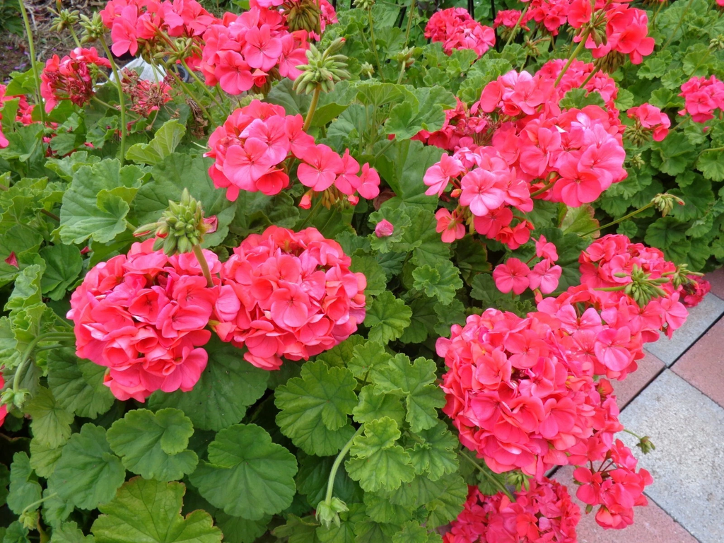 5 Red-Orange Geranium Cuttings – Fresh 6 Inch Unrooted Pelargonium Stems – Hardy Fragrant Flower Starter Cuttings