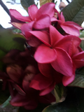 Wildfire Red Plumeria Cutting – 1 Live Plumeria Rubra Cutting 9–12 Inch for Planting, Frangipani Tree