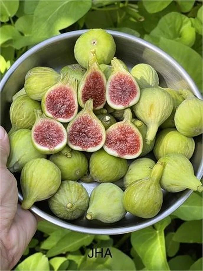 JH Adriatic Fig Cutting – Ficus carica Fruit Tree Cutting, Unrooted Fig with 3+ Nodes, Over 8 Inches Long