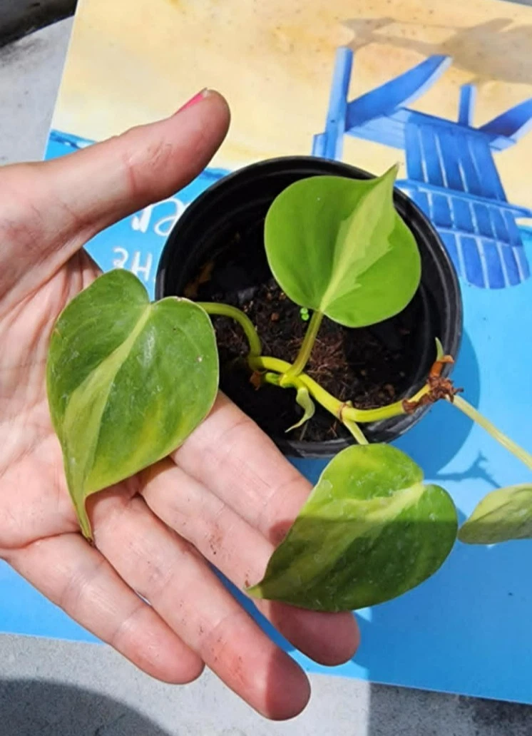 Philodendron Brasil Rooted Cuttings – 3 Heart Leaf Vine Plants, Variegated Indoor Houseplant