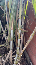 Organic Sugarcane Live Plants for Planting – 4 Germinated Tropical Cane Starts, Healthy Garden Stock