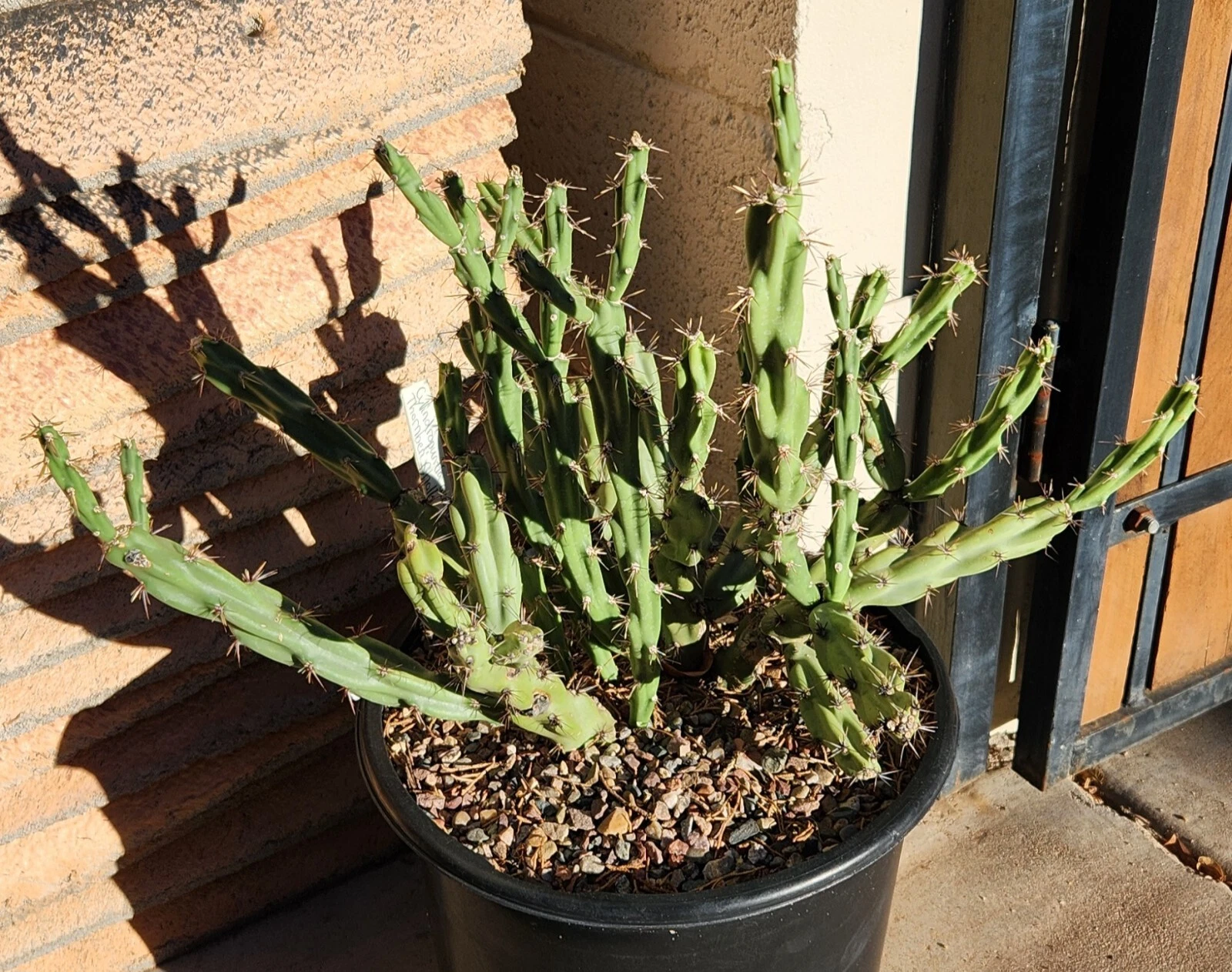 Cylindropuntia Acanthocarpa Thornberi Cutting for Planting – Live Cholla Cactus Segment